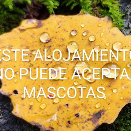 Pleta del Mont Atico Benasque Exterior foto